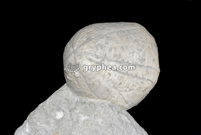 Oursin fossile - gryphea.com